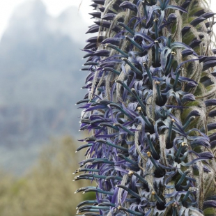 LOBELIA WOLLASTONII